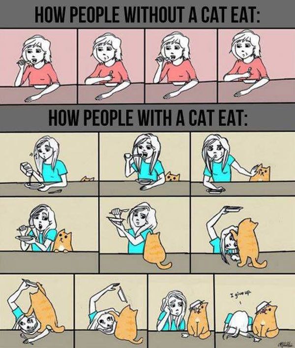 cat lovers
