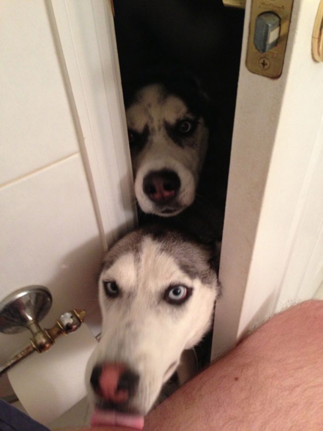 dogs clueless of personal space 9