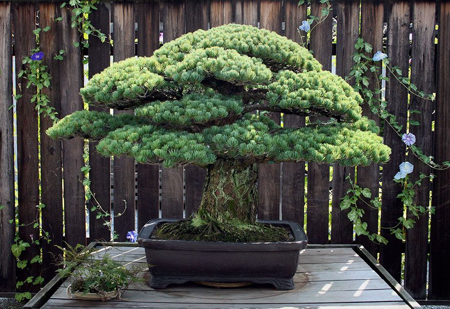 bonsai-tree1
