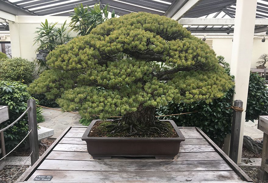 bonsai-tree2