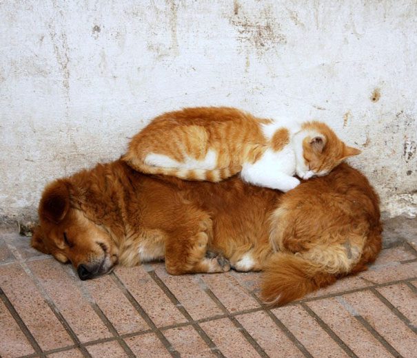 cats sleeping on dogs15
