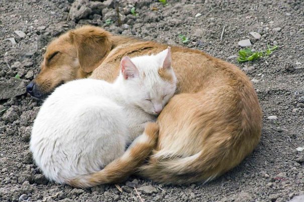 cats sleeping on dogs23