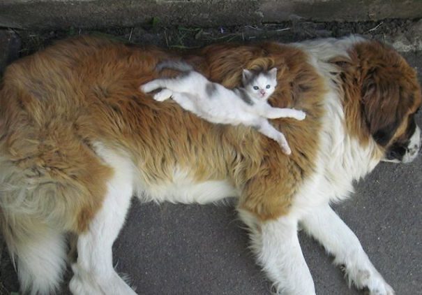 cats sleeping on dogs3