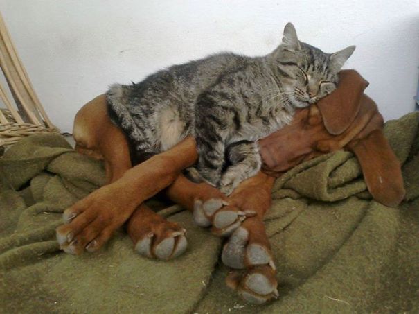 cats sleeping on dogs4