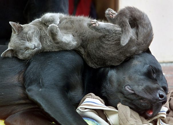 cats sleeping on dogs7