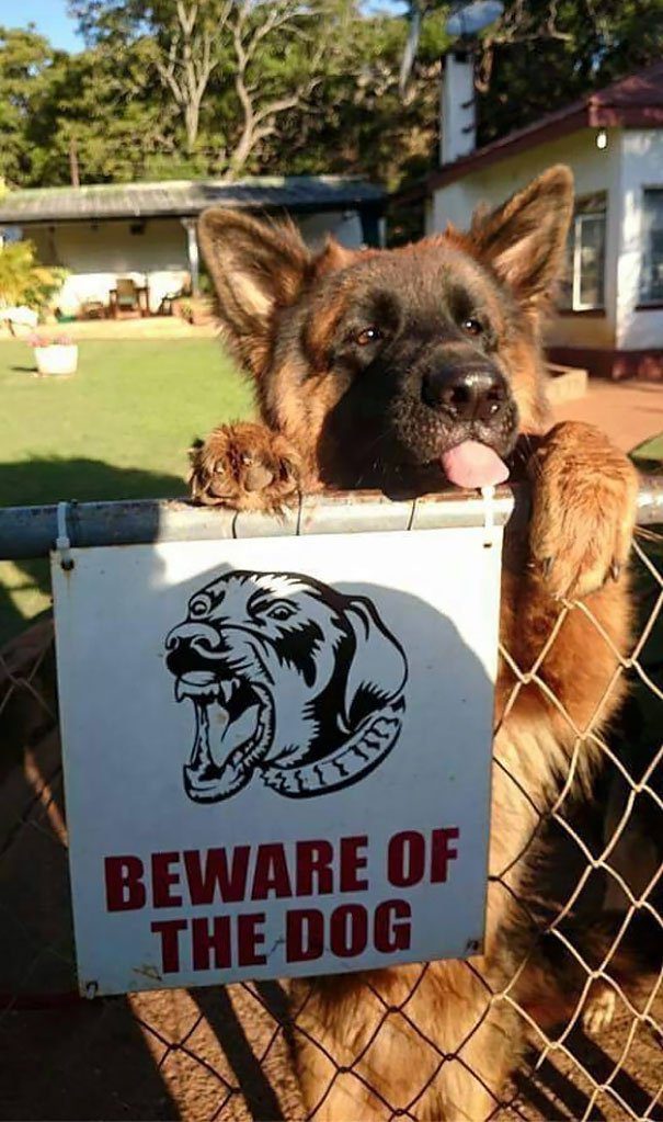 beware of dog signs