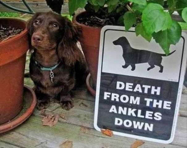 beware of dog signs