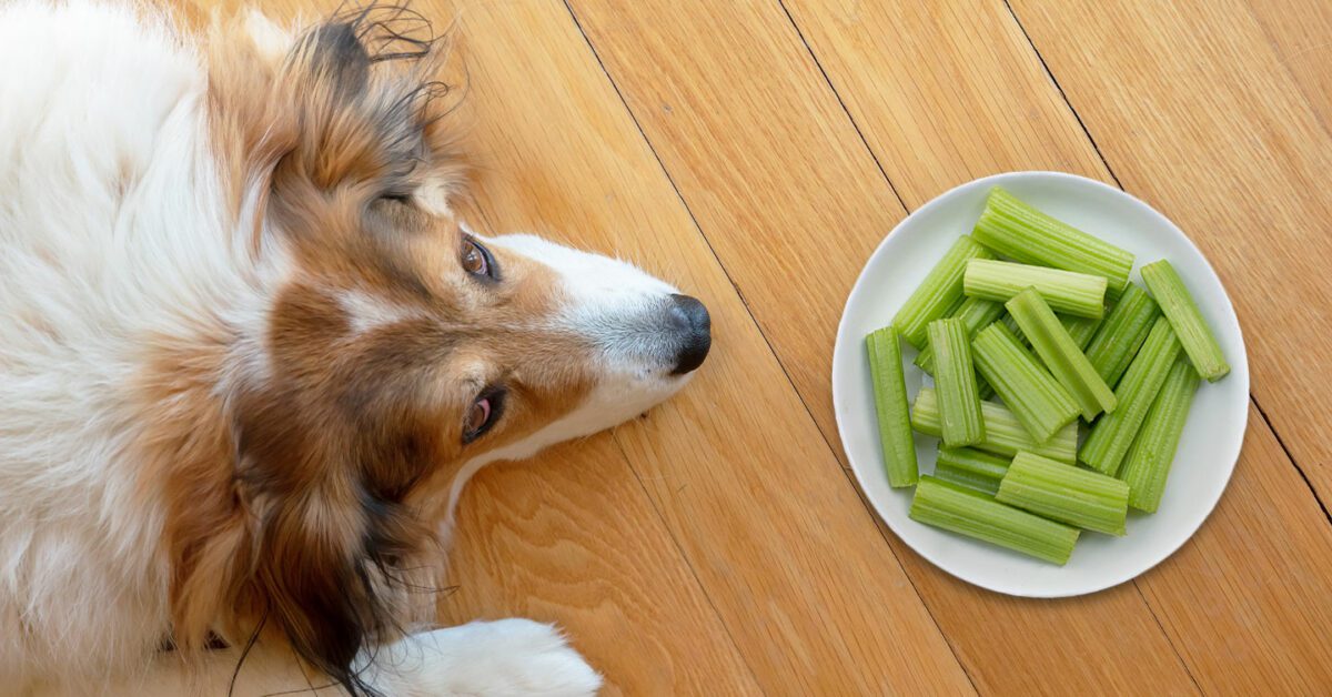 celery for dogs