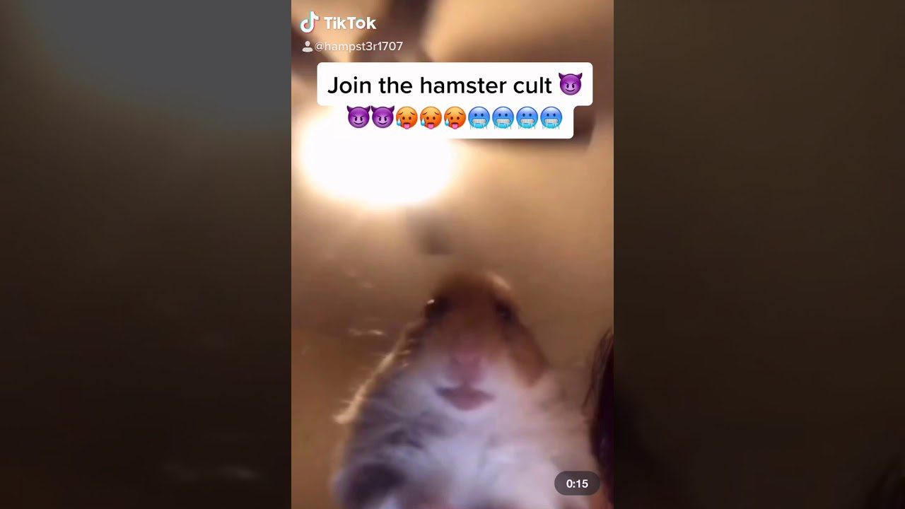 hamster cult