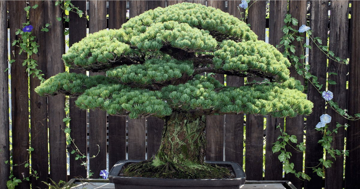 391-Year-Old Bonsai Tree Somehow Survived Hiroshima And Continues Growing