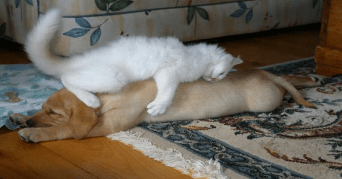 25 Hilarious Pictures Of Cats Taking Naps On Dogs