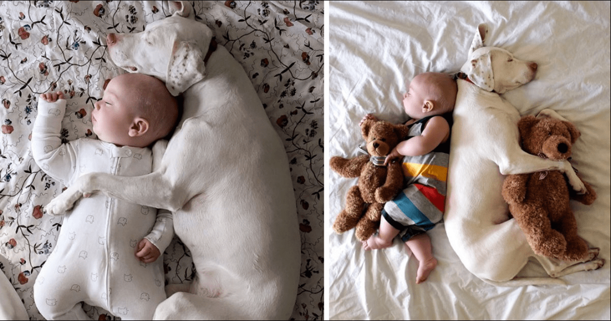 Rescue Dog Is Completely Terrified By Humans, Makes One Exception For Her Human Baby Brother…