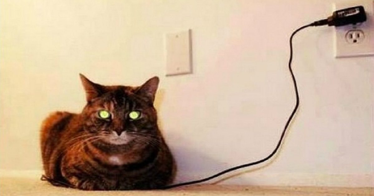 Hilarious Cat Photos That Will Instantly Improve Your Mood Today