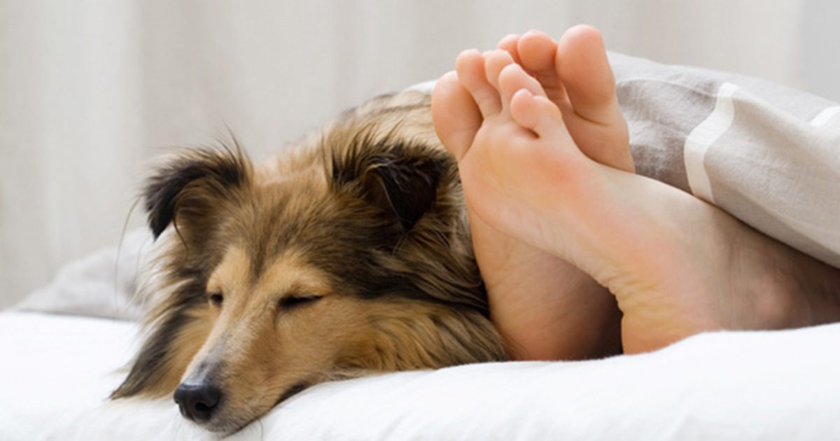 Pet Owners:  Here Are 6 Great Reasons Your Dog Should Sleep In Your Bed