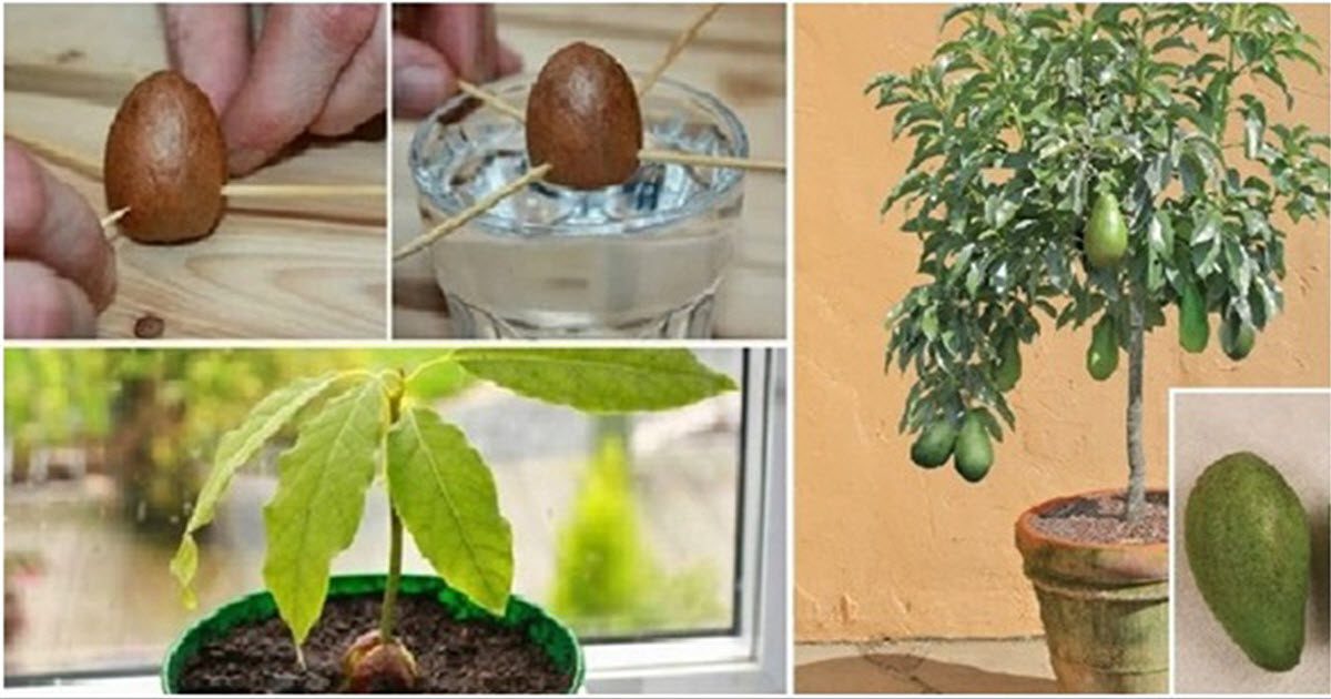 Don’t Buy Another Avocado:  Here’s How To Easily Grow Your Own Avocado Tree At Home