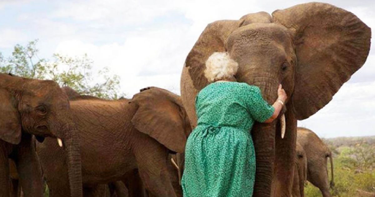 Woman Has Elephants Lined Up To Hug Her, And The Reason Why Is Truly Touching
