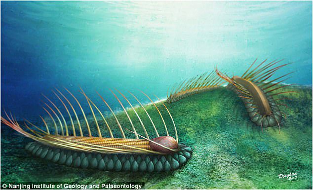 strange fossilised sea creature 