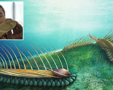 strange fossilised sea creature