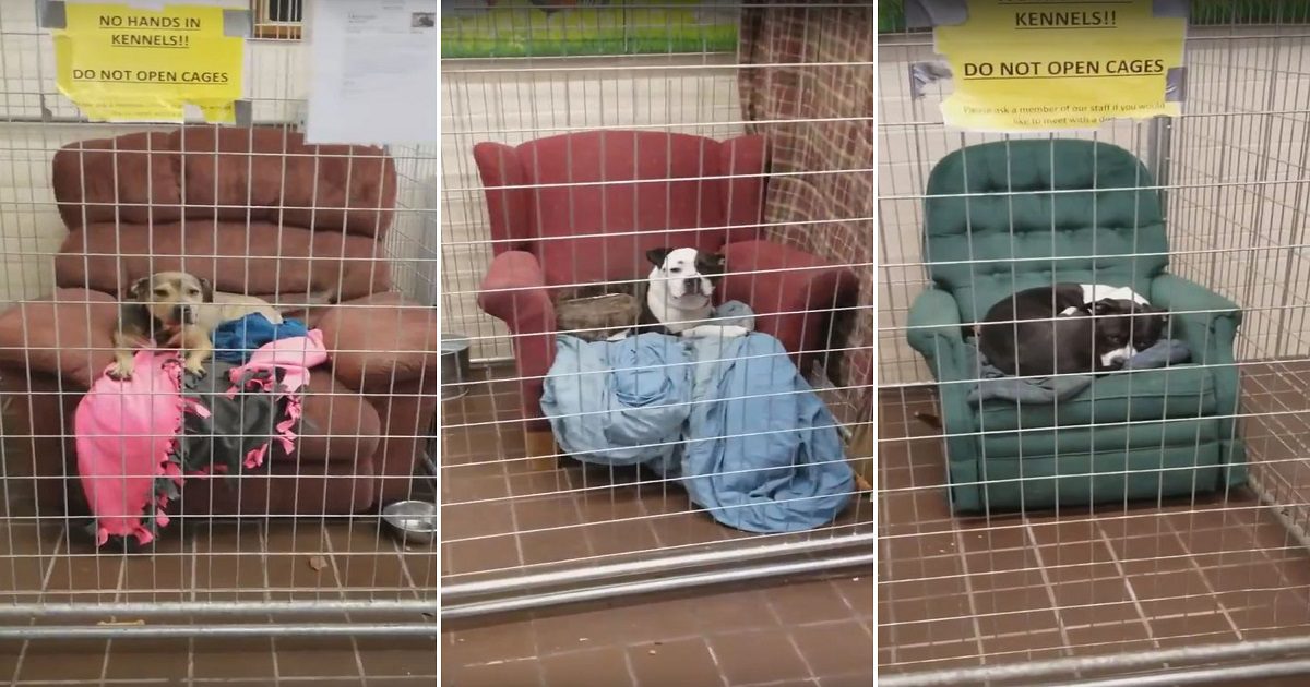 People Are Donating Chairs For Homeless Dogs Thanks To Shelter’s Video