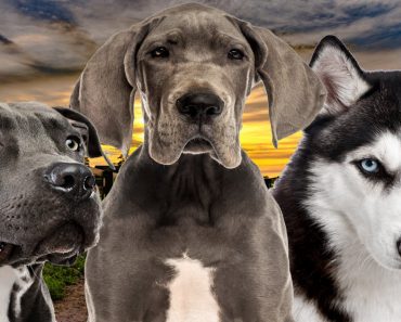 kentucky dog breed restrictions