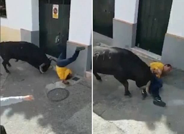 man gored by bull