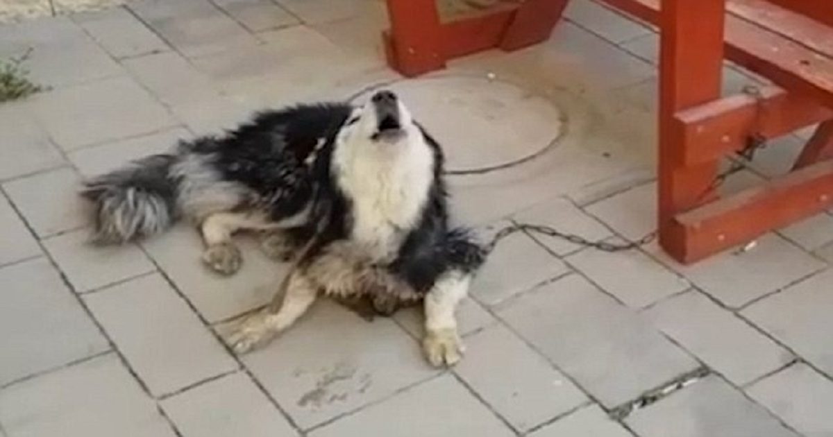 Husky Is Identified By ‘Singing’ Its Favorite Tune