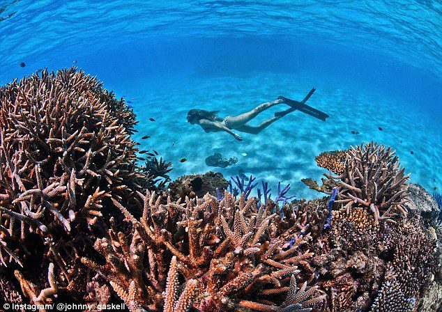 Great Barrier Reef not in danger