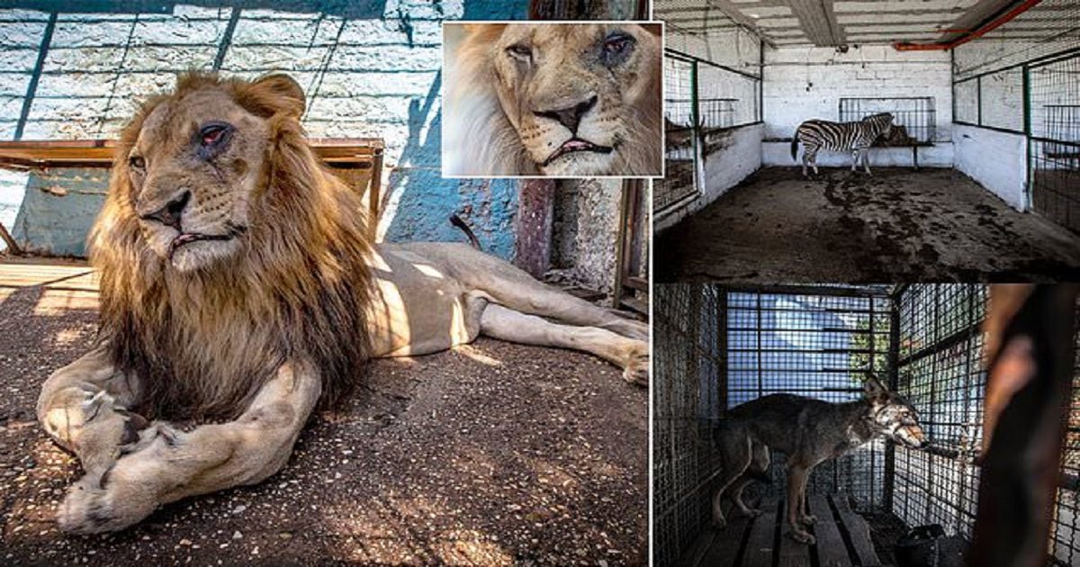Animals Are rescued From ‘Zoo From Hell’ In Albania