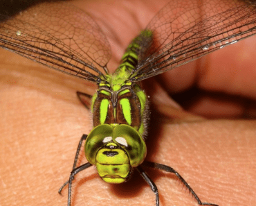 dragonfly eats mosquitoes