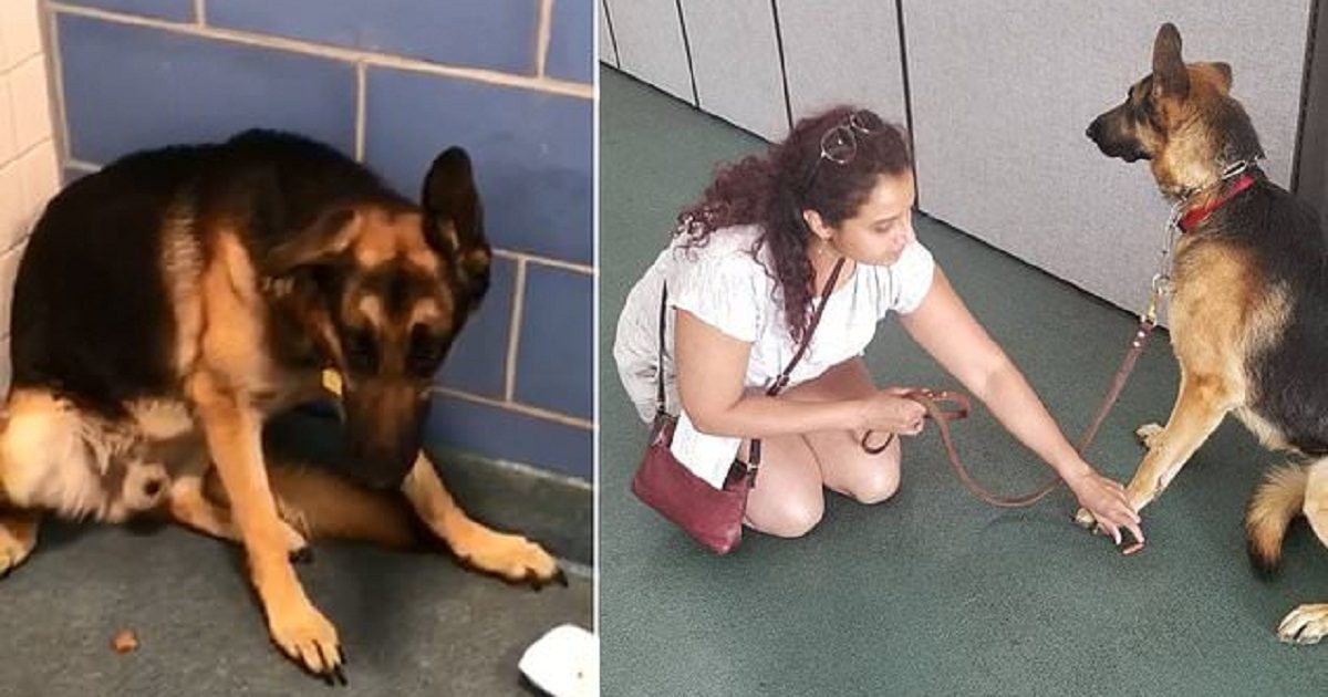 German Shepherd Is Left A ‘Nervous Wreck’ After Being Dumped By Owners At Shelter