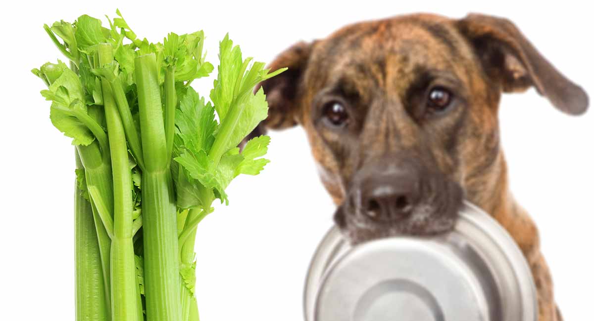 celery for dogs