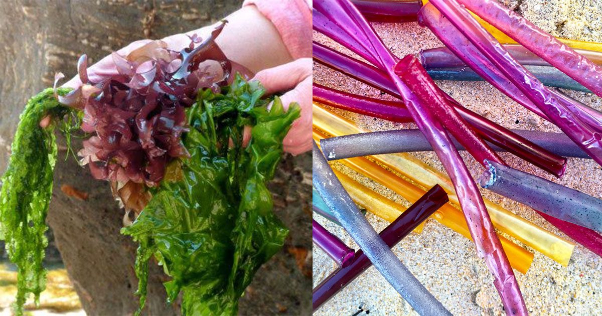These Edible Seaweed Straws Are The Key To End Plastic Pollution