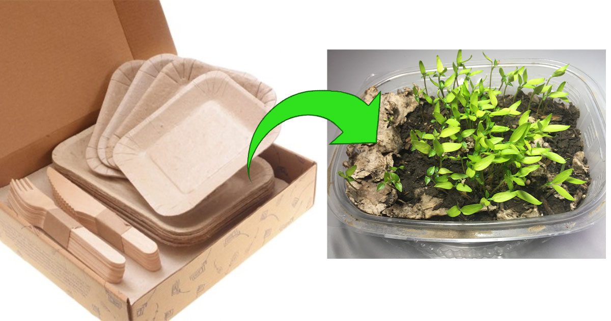 You Can Now Change The World With These Plant Plates