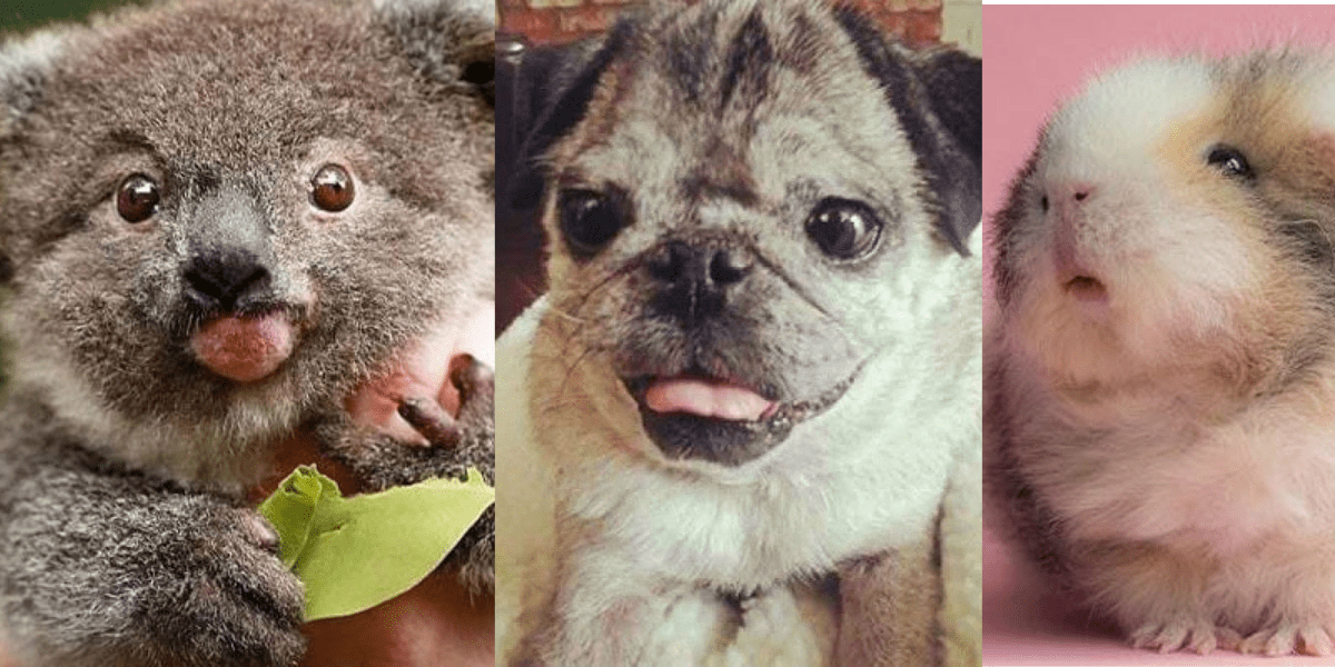 Adorable Animals With Down Syndrome Prove That Nothing Can Hold Them Back